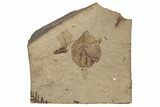 Leaf Fossil - McAbee, BC #255614-1
